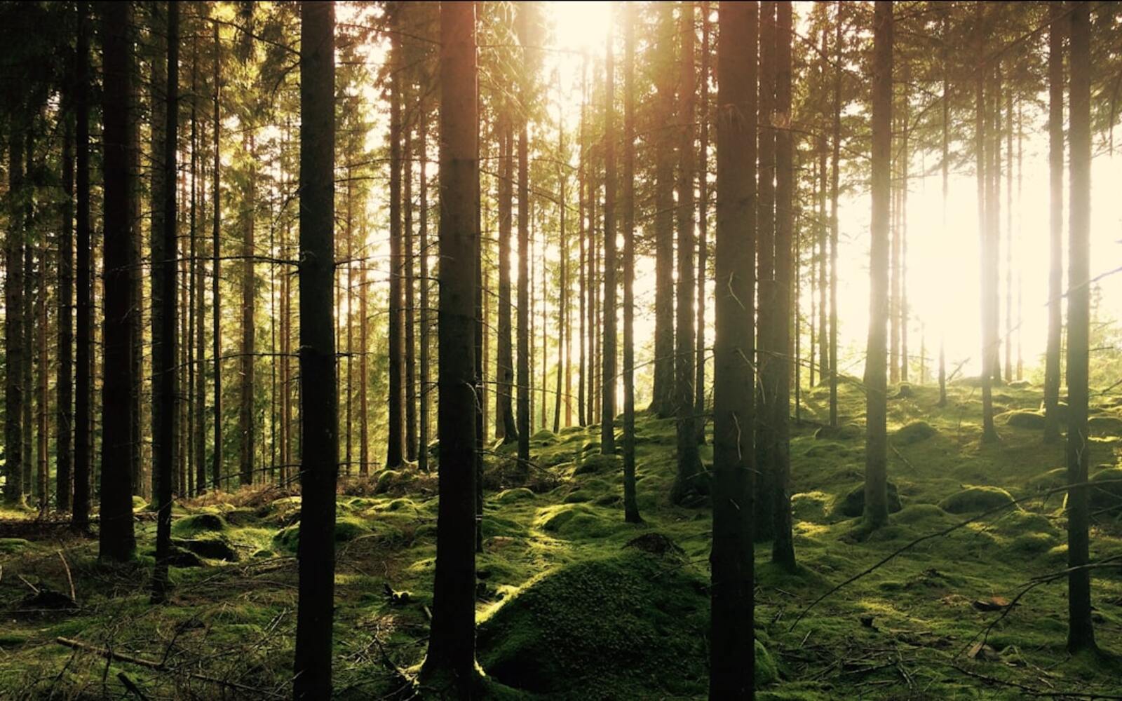 Klimatpåverkan från EUA-annullering